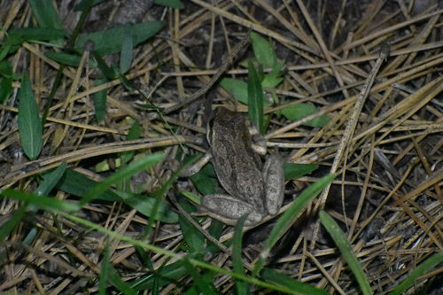 iNaturalist observation photo of Pacific chorus frog
