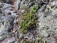 Selaginella rupestris
