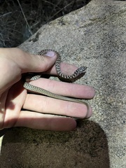 Coluber constrictor flaviventris