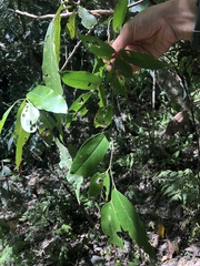 Celtis tetrandra