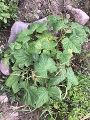 Rubus parviflorus