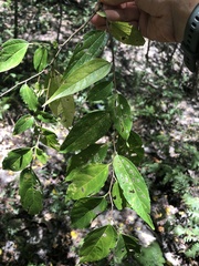 Celtis tetrandra