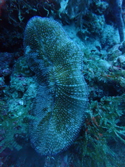 Ctenactis crassa