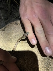 Coluber constrictor flaviventris