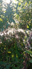 Allagelena gracilens