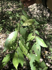 Celtis tetrandra