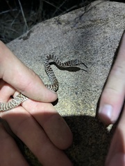 Coluber constrictor flaviventris