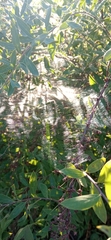 Allagelena gracilens