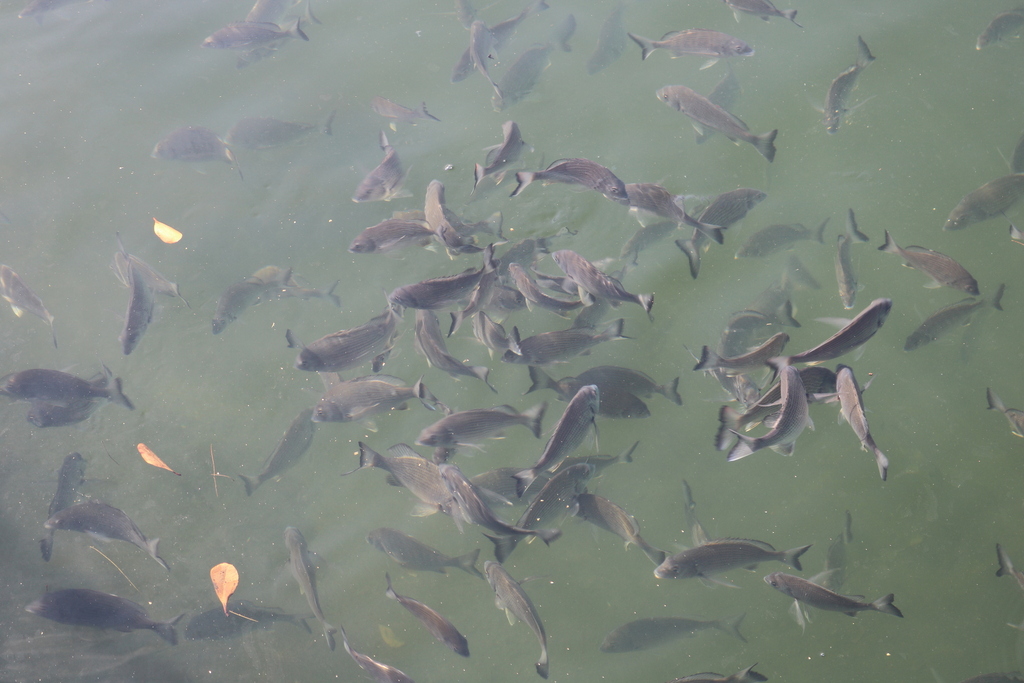 Yellowfin Bream from North Turramurra NSW 2074, Australia on October 2 ...