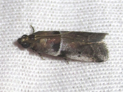 Quasisalebria atratella