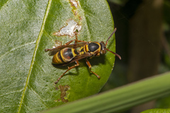 Polistes variabilis