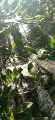 Allagelena gracilens
