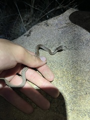 Coluber constrictor flaviventris