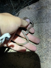 Coluber constrictor flaviventris