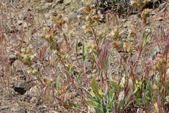 Phacelia heterophylla