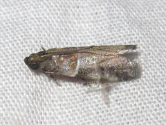 Quasisalebria atratella