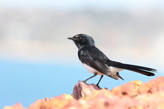 Rhipidura leucophrys