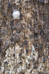 Tamopsis fickerti