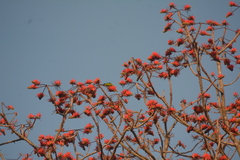 Erythrina stricta