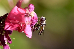 Syritta pipiens