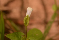 Torenia