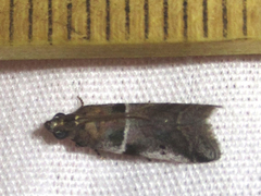 Quasisalebria atratella