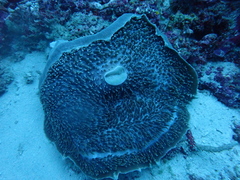 Amplexidiscus fenestrafer