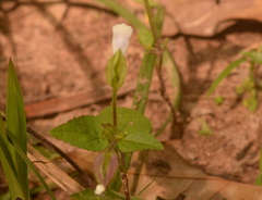 Torenia