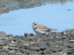 Charadrius semipalmatus