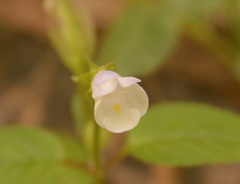 Torenia