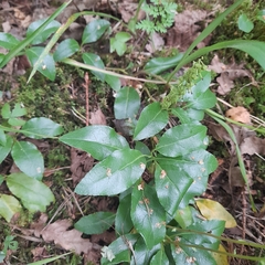 Orthilia secunda