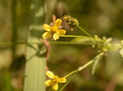 Bidens pilosa