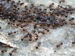 Pristomyrmex punctatus