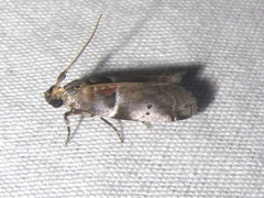 Quasisalebria atratella