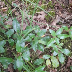 Orthilia secunda