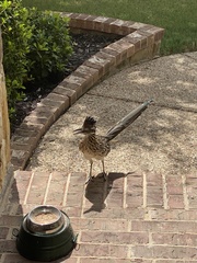 Geococcyx californianus