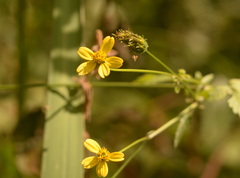 Bidens pilosa
