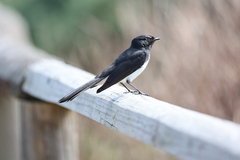 Rhipidura leucophrys