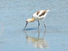 Recurvirostra americana