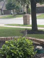 Geococcyx californianus