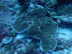 Montipora confusa