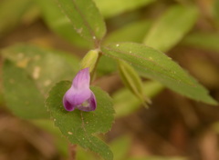 Torenia