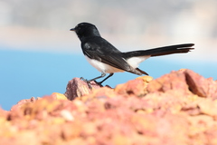 Rhipidura leucophrys