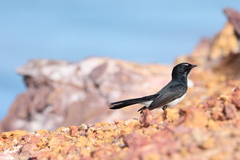 Rhipidura leucophrys