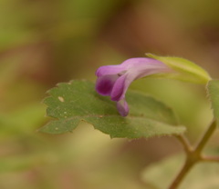 Torenia