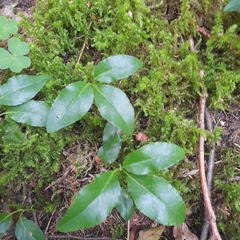 Orthilia secunda