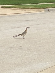 Geococcyx californianus