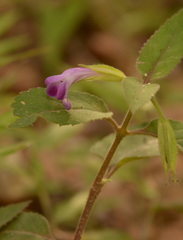 Torenia