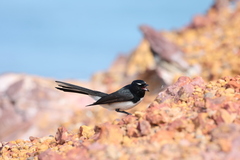 Rhipidura leucophrys