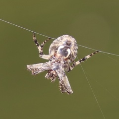 Larinioides sclopetarius